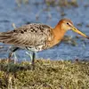 En **plumage nuptial**, les couleurs sont **contrastées** avec l'apparition de **brun orangé vif** au niveau du **cou et de la poitrine**.