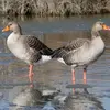 Son plumage est dans les tons **gris-brun** avec le **dessous plus clair** et le dessus plus sombre.