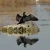 Le Grand Cormoran se tient souvent **debout, les ailes étendues** pour sécher ses plumes et impressionner les prédateurs.