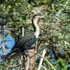 Le plumage varie aussi **en fonction de la sous-espèce**. Comme celles d’Afrique du Nord avec la **poitrine et le cou blancs** (chez *maroccanus* ou *lucidus*).