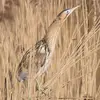 Il est très **agile dans la végétation flottante** et peut **s'agripper** sur les roseaux grâce à ses **longs doigts**.