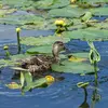 **En dehors de la période de reproduction,** il est plutôt **végétarien**. Il mange des plantes et graines aquatiques ou terrestres.