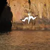 Ils peuvent plonger **de 40 m de hauteur** et descendre **en profondeur** sous l'eau à environ **15 m**.