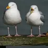 Le Goéland argenté comprend 2 sous-espèces en Europe. La sous-espèce **argentatus** et la sous-espèce **argenteus** (plus petite et d'un gris plus clair). Elles n'ont pas la même aire de répartition.