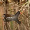 Le plus fréquent est un cri bref, perçant et gargouillant **"kyourrrl"** qui trahit la présence de l'oiseau dans les **roseaux**.