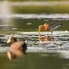 Soit en **fouillant la vase**, en plongeant le **long bec dans l'eau**.