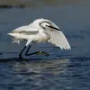 Elle parcourt sa zone de pêche d'un **pas rapide** et peut **agiter le fond d'une patte** pour capturer les proies enfouies.