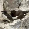 Les **juvéniles** ont un **bec plus petit, plus fin et plus pointu** et n'ont **pas de trait blanc sur la pointe**.