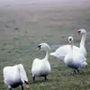 Le Cygne tuberculé est **lourd**. Il **se dandine** lorsqu'il marche.