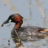 Il y trouve des **larves, des insectes et des invertébrés aquatiques** (mollusques, crustacés).
