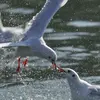 Elle utilise aussi le **kleptoparasitisme**. Elle vole les proies capturées par d'autres oiseaux en les **pourchassant en vol**.
