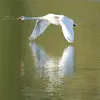 En vol, ses **coups d'ailes sont bruyants**. Ce vol sifflant **remplace le cri d'appel** utilisé chez les autres espèces.