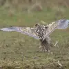 On peut le confondre **en vol** avec une **buse** ou un **hibou** qui ont aussi un **plumage brun contrasté** par des zones plus claires.