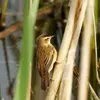 Son plumage est **brun olive** sur le dos et **brun chamois** sur le croupion.