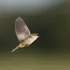 Parfois, son **vol nuptial** ressemble à un **"vol en parachute"** au cours duquel il étale la queue et les ailes jusqu'à un perchoir.