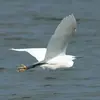 En **vol**, elle **rentre le cou** comme le héron.