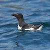 C'est un **habile plongeur**. Il **ouvre ses ailes avant de basculer puis "vole" dans l'eau**, ses pattes servant de gouvernail.