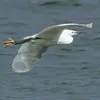 Les pattes **dépassent modérement** chez le **Héron garde-bœufs** et l'**Aigrette garzette,** mais celle-ci a les **doigts jaunes**.