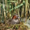 Pendant la reproduction, le Grèbe castagneux s'installe sur les **cours d'eau lents** où la **végétation est abondante**.