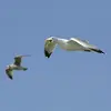 En vol, les **motifs blancs sur fond noir** de la pointe des ailes sont déterminants et permet de **différencier les sous-espèces**. La sous-espèce **argenteus** du Goéland argenté présente plus de noir et moins de blanc.