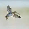 **En vol**, le **dessous** des ailes comporte des **bandes pâles visibles**.