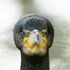 On remarque une zone de **peau nue** près de la mandibule inférieure **jaune entourée de blanc** jusqu'aux joues et la gorge.