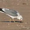 Le Goéland cendré est **omnivore** (vers, coquillages, poissons, petits mammifères, déchets).