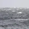 Le Pingouin torda **vole souvent en groupe au raz des vagues** par des **battements d'ailes rapides**.