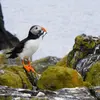 Il mange aussi des **crustacés et mollusques**.