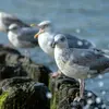 La sous-espèce argentatus est **migratrice**. Elle quitte le grand nord et rejoint les espèces sédentaires argenteus **en mer du nord pendant l'hiver jusqu'au golfe de Gascogne**.