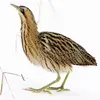 Son plumage est dans des tons contrastés **brun chamois**.