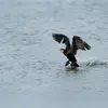 Il a des pattes **noires palmées** présentant chacune 4 doigts.