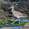 Les juvéniles ont un **bec plus court** et les côtés de la poitrine sont **moins marqués** et le plumage est **davantage chamois**.