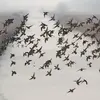 On peut remarquer des **formations serrées** en vol.