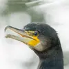 Son bec est **droit à bout crochu** et puissant.