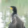 Il a la tête **allongée et anguleuse**.