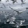 Il fait parfois plusieurs dizaines de kilomètres pour **se nourrir en mer**. D'où son nom en anglais "Herring Gull" qui veut dire "goéland des harengs" (alimentation liée au milieu marin).