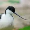 Son bec est **noir, long, fin et retroussé**.