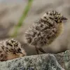 Les adultes nourrisent les poussins en déposant la nourriture **dans leur bec**. PLus grands, la nourriture est régurgitée et ils **se servent eux-même**.