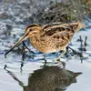 Le plumage du dessus est **brun avec de nettes bandes ocre-jaune** sur la tête et le dos.