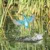 Il est menacé par la **destruction des zones humides** et la **pollution des eaux** de surface. C'est un **bio-indicateur** de la qualité du milieu.