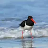 L'Huîtrier-pie peut être **sédentaire** comme sur **le littoral en France, Belgique, au Royaume-Uni**.