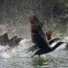 Le Grand Cormoran est un oiseau **aquatique** (souvent marin).
