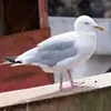 Le Goéland argenté est le **goéland commun** de la côte **atlantique française**.