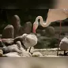 Il s'installe sur les **îles basses, les bancs de sable, les rivages vaseux et les lacs salés**.