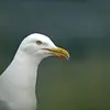 Son bec est de taille moyenne, **jaune légèrement orangé** avec une **tache rouge**.