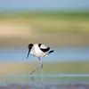 Son plumage est **blanc et noir**.