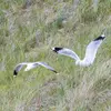 et dans les **prairies, parcs** , pour trouver des vers (derrière les charrues qui retournent la terre) , **des insectes, oiseaux nichant au sol, mulots et campagnols**.