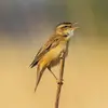 Son **chant** est une **série de sons précipités peu variés** accompagnés de **trilles et sifflements**. Il alterne des **notes rauques avec des notes mélodieuses**. Il **imite** souvent d'autres passereaux dans son chant.