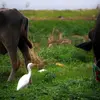 Elle est **peu attirée par les milieux terrestres** pour se nourrir, contrairement à la Grande Aigrette ou le Héron garde-bœufs (souvent près du bétail).
